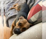 Small Photo #3 Beagle-Unknown Mix Puppy For Sale in Minneapolis, MN, USA