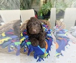 Small #2 Labradoodle