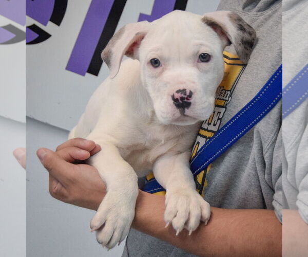 Medium Photo #3 American Bulldog-American Staffordshire Terrier Mix Puppy For Sale in Huntley, IL, USA