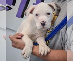 Small #2 American Bulldog-American Staffordshire Terrier Mix