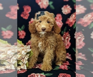 Goldendoodle (Miniature) Puppy for sale in NOTTINGHAM, PA, USA