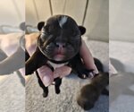 Small Photo #14 French Bulldog Puppy For Sale in Lake elsinore, CA, USA
