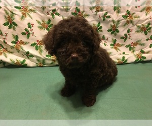 Poodle (Miniature) Puppy for sale in AVA, MO, USA