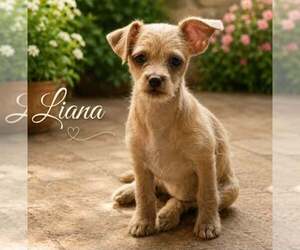 Chihuahua-Unknown Mix Dogs for adoption in Morganville, NJ, USA