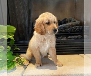 Golden Retriever Puppy for sale in WEST PLAINS, MO, USA