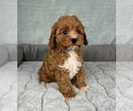 Small #1 Cavapoo