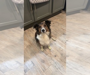 Mother of the Shetland Sheepdog puppies born on 08/29/2025