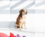 Small #5 Labrador Retriever Mix