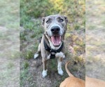 Small #12 Mountain Cur Mix