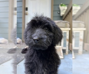 Goldendoodle Puppy for sale in WAKE FOREST, NC, USA