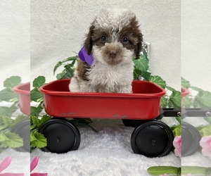 Aussie-Poo-Aussiedoodle Miniature Mix Puppy for sale in BULLARD, TX, USA