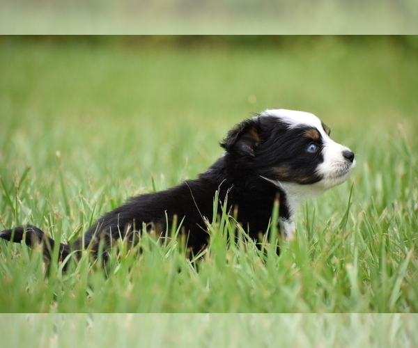 Medium Photo #7 Miniature Australian Shepherd Puppy For Sale in PALM COAST, FL, USA