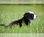 Small #6 Miniature Australian Shepherd