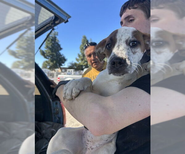 Medium Photo #1 Labrador Retriever-Unknown Mix Puppy For Sale in Stockton, CA, USA