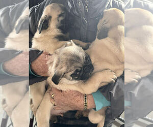 Pug Puppy for sale in MO VALLEY, IA, USA