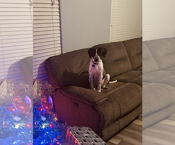 Medium Photo #3 Labrador Retriever-Unknown Mix Puppy For Sale in Plainfield, IL, USA