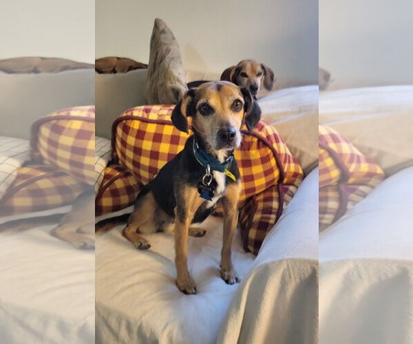 Medium Photo #1 Beagle-Unknown Mix Puppy For Sale in Las Vegas, NV, USA