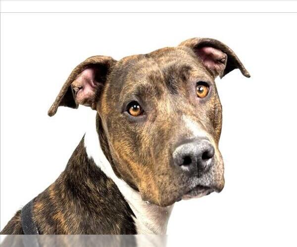 Medium Photo #3 American Pit Bull Terrier-Unknown Mix Puppy For Sale in Fort Collins, CO, USA