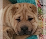 Image preview for Ad Listing. Nickname: SharPei Pup