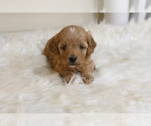 Cavapoo-Poodle (Toy) Mix Puppy for sale in GOSHEN, IN, USA