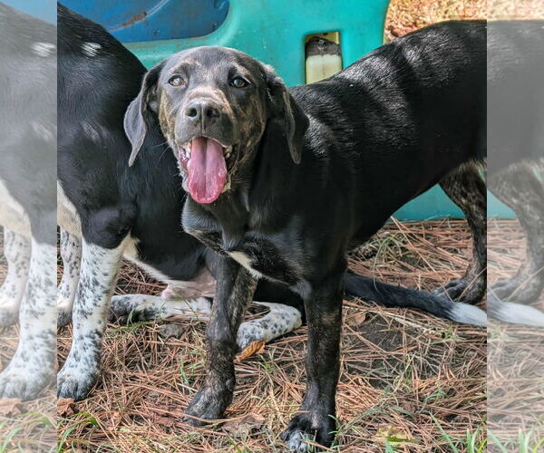 Medium Photo #4 Mountain Cur-Unknown Mix Puppy For Sale in Anniston, AL, USA