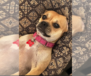 Frenchie Pug Dogs for adoption in San Diego, CA, USA