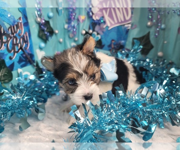 Medium Photo #1 Yorkshire Terrier Puppy For Sale in HARKER HEIGHTS, TX, USA