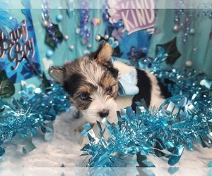 Yorkshire Terrier Puppy for Sale in HARKER HEIGHTS, Texas USA