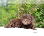 Small #22 ShihPoo
