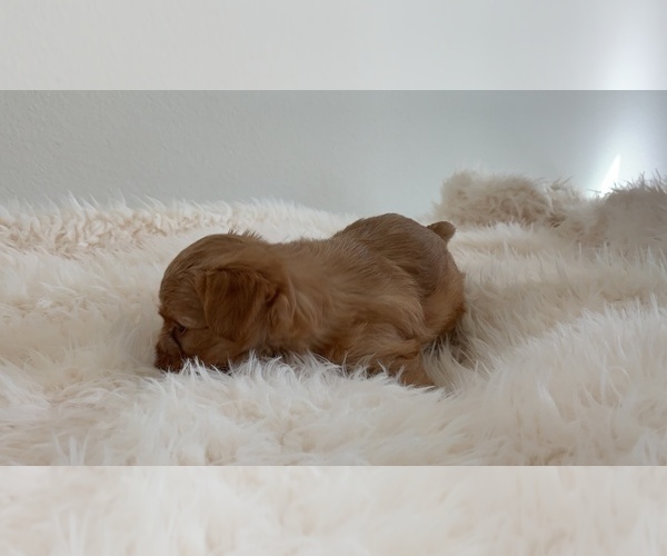 Medium Photo #9 Yorkshire Terrier Puppy For Sale in LA SIERRA, CA, USA