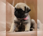 Small Photo #15 Pug Puppy For Sale in WINNSBORO, TX, USA