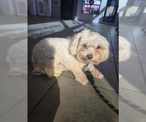 Medium Photo #1 Bichon Frise-Unknown Mix Puppy For Sale in San Antonio, TX, USA