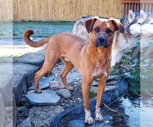 Labrador Retriever-Unknown Mix Dogs for adoption in Sequim, WA, USA