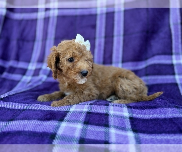Medium Photo #4 Cavapoo (Miniature) Puppy For Sale in LAKELAND, FL, USA