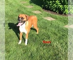Small Photo #1 Boxer Puppy For Sale in APPLE CREEK, OH, USA