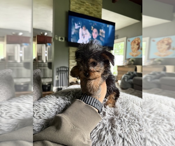 Medium Photo #14 Yorkshire Terrier Puppy For Sale in JOHNSTON, RI, USA