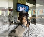 Small #13 Yorkshire Terrier