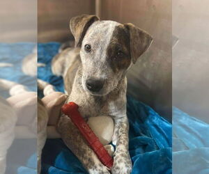 Mutt Dogs for adoption in Foristell, MO, USA