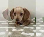 Small Photo #1 Dachshund Puppy For Sale in BEECH GROVE, IN, USA