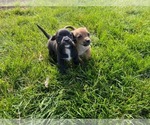Small Photo #12 Wapoo Puppy For Sale in COLORADO SPGS, CO, USA