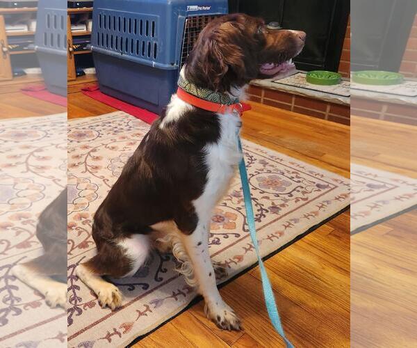 Medium Photo #5 Brittany Puppy For Sale in Curwensville, PA, USA