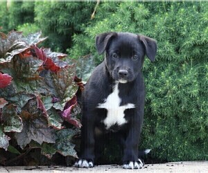 Labrador Retriever-Unknown Mix Puppy for sale in FREDERICKSBG, OH, USA