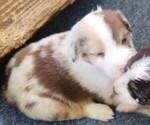 Puppy Puppy 4 Australian Shepherd
