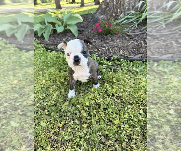 Medium Photo #3 Boston Terrier Puppy For Sale in FREDONIA, KS, USA