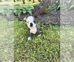 Small #2 Boston Terrier