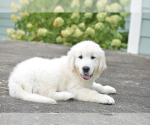 English Cream Golden Retriever Puppy for sale in ARCANUM, OH, USA