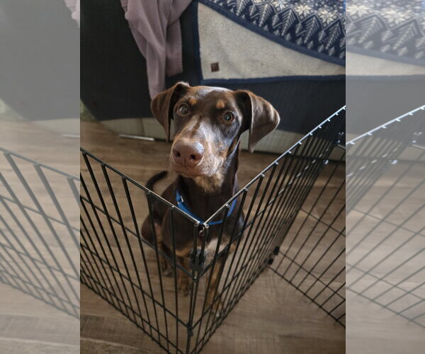 Medium Photo #7 Doberman Pinscher-Unknown Mix Puppy For Sale in Minneaoplis, MN, USA