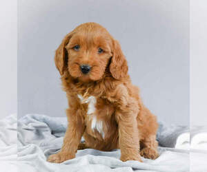 Goldendoodle Puppy for sale in ITASCA, TX, USA