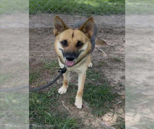Medium Photo #1 German Shepherd Dog-Unknown Mix Puppy For Sale in Conroe, TX, USA