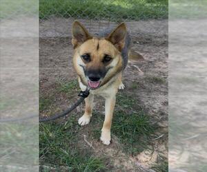 German Shepherd Dog-Unknown Mix Dogs for adoption in Conroe, TX, USA